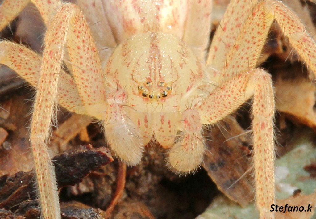 Micrommata virescens - Carso Triestino (zona S. Croce)